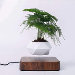 Levitating Air Bonsai Pot | Yedwo